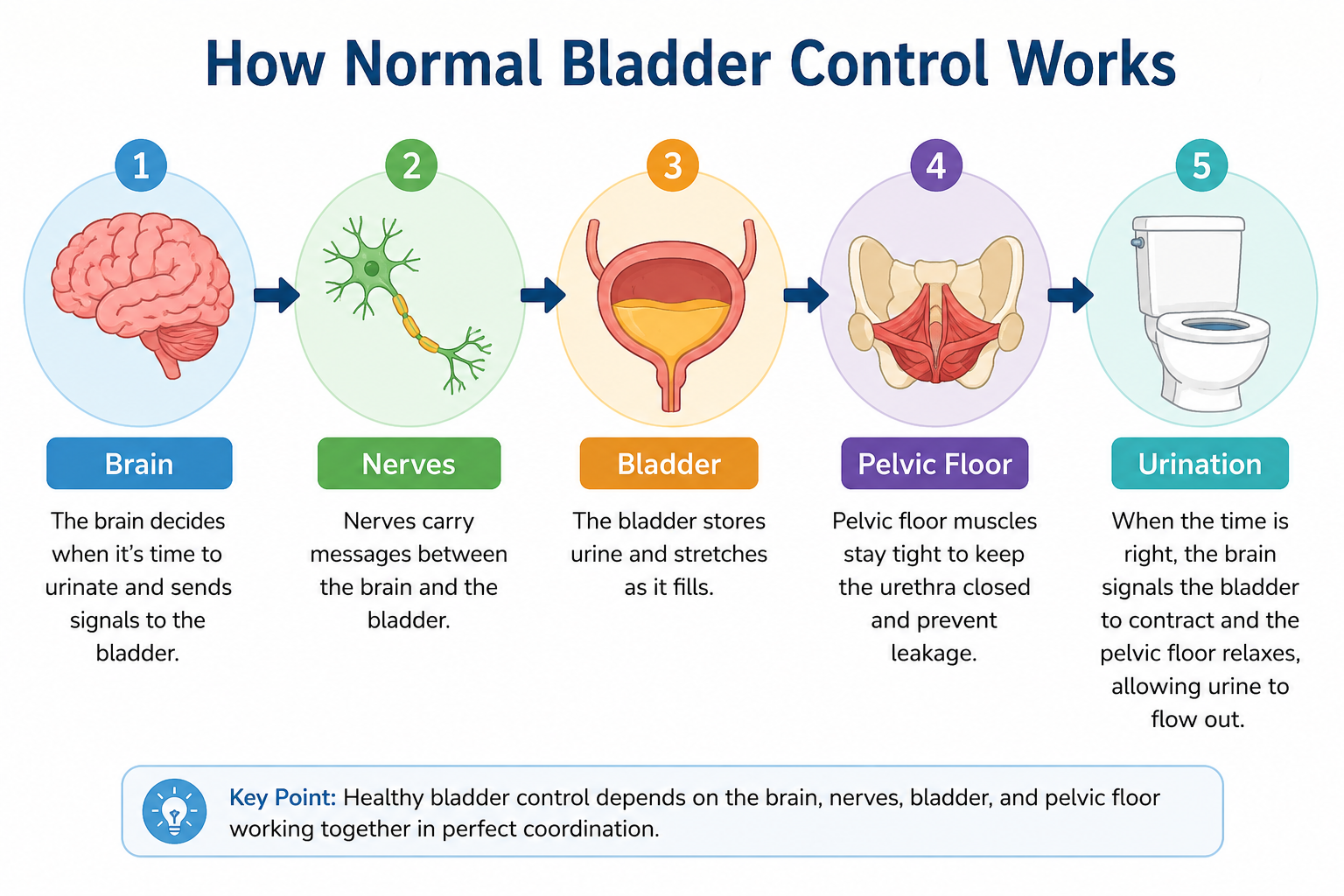Diagram illustrating how the brain, nerves, bladder, and pelvic floor work together to control urination